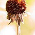 Black-eyed Susan After the Winter Photograph by Onyonet Photo Studios Black-eyed Susan After the Winter Photograph by Onyonet Photo Studios