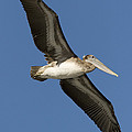 Brown Pelican Juvenile Flying Santa by Sebastian Kennerknecht Brown Pelican Juvenile Flying Santa by Sebastian Kennerknecht