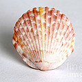 Cockle Shell Photograph by Photo Researchers Cockle Shell Photograph by Photo Researchers