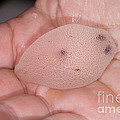 Cranchia Scabra by Dante Fenolio Cranchia Scabra by Dante Fenolio