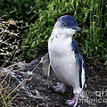 Fairy Penguin Photograph by Blair Stuart Fairy Penguin Photograph by Blair Stuart