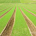 Farmland furrows in perspective Photograph by Simon Bratt Farmland furrows in perspective Photograph by Simon Bratt