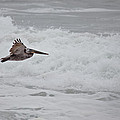 flying Pelican by Ralf Kaiser flying Pelican by Ralf Kaiser