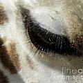 Giraffe Eye Photograph by Kim Galluzzo Wozniak Giraffe Eye Photograph by Kim Galluzzo Wozniak