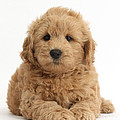 Goldendoodle Puppy Photograph by Mark Taylor Goldendoodle Puppy Photograph by Mark Taylor