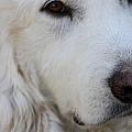 Great Pyrenees Photograph by Kim Galluzzo Wozniak Great Pyrenees Photograph by Kim Galluzzo Wozniak