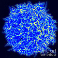 Healthy Human T Cell, Sem Photograph by Science Source Healthy Human T Cell, Sem Photograph by Science Source