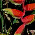 Heleconia by Mark Gilman Heleconia by Mark Gilman