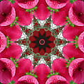 Hibiscus by Mark Gilman Hibiscus by Mark Gilman