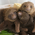 Hoffmanns Two-toed Sloth Choloepus Photograph by Suzi Eszterhas Hoffmanns Two-toed Sloth Choloepus Photograph by Suzi Eszterhas