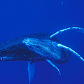Humpback Whale Mother And Calf Off Maui by Flip Nicklin Humpback Whale Mother And Calf Off Maui by Flip Nicklin
