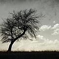 Lone Tree #1 by Mike Irwin