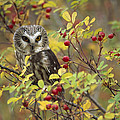 Northern Saw Whet Owl Perching by Tim Fitzharris Northern Saw Whet Owl Perching by Tim Fitzharris