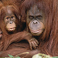 Orangutan Pongo Pygmaeus Mother Photograph by Gerry Ellis Orangutan Pongo Pygmaeus Mother Photograph by Gerry Ellis