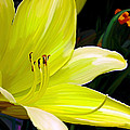 Pure Sunshine by Patricia Griffin Brett Pure Sunshine by Patricia Griffin Brett