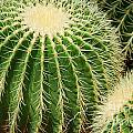Round Cactus Photograph by Dejan Jovanovic Round Cactus Photograph by Dejan Jovanovic