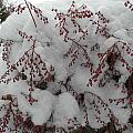 Snow Covered Photograph by Kim Galluzzo Wozniak Snow Covered Photograph by Kim Galluzzo Wozniak