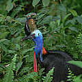 Southern Cassowary Casuarius Casuarius by Konrad Wothe Southern Cassowary Casuarius Casuarius by Konrad Wothe