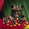 Strawberry Tree Frog Hyla Pantosticta Photograph by Pete Oxford Strawberry Tree Frog Hyla Pantosticta Photograph by Pete Oxford