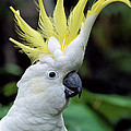 Sulphur-crested Cockatoo Cacatua Photograph by Thomas Marent Sulphur-crested Cockatoo Cacatua Photograph by Thomas Marent