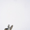Timber Wolf Pair Howling In Snow North Photograph by Tim Fitzharris Timber Wolf Pair Howling In Snow North Photograph by Tim Fitzharris