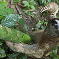 Brown-throated Three-toed Sloth Photograph by Suzi Eszterhas Brown-throated Three-toed Sloth Photograph by Suzi Eszterhas