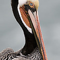 Brown Pelican In Breeding Plumage La Photograph by Sebastian Kennerknecht Brown Pelican In Breeding Plumage La Photograph by Sebastian Kennerknecht