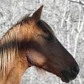 Like My Profile Photograph by Kim Galluzzo Like My Profile Photograph by Kim Galluzzo