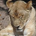 Lioness Photograph by Kim Galluzzo Lioness Photograph by Kim Galluzzo