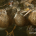 Mallard Ducks Underwater by Ted Kinsman Mallard Ducks Underwater by Ted Kinsman