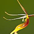 Restrepia iris orchid Photograph by Heiko Koehrer-Wagner Restrepia iris orchid Photograph by Heiko Koehrer-Wagner