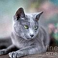 Russian Blue by Nailia Schwarz Russian Blue by Nailia Schwarz
