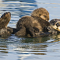 Sea Otter Mother And Pup Elkhorn Slough Photograph by Sebastian Kennerknecht Sea Otter Mother And Pup Elkhorn Slough Photograph by Sebastian Kennerknecht