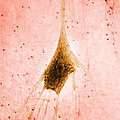 Tem Of Human Neuron 2 by Science Source Tem Of Human Neuron 2 by Science Source