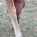 Wild Spanish Mustang Foal of the Outer Banks of North Carolina Photograph by Kim Galluzzo Wozniak Wild Spanish Mustang Foal of the Outer Banks of North Carolina Photograph by Kim Galluzzo Wozniak