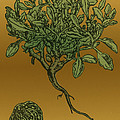Anastatica Hierochuntica, Resurrection by Science Source Anastatica Hierochuntica, Resurrection by Science Source
