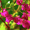 3- Bougainvillea Photograph by Joseph Keane 3- Bougainvillea Photograph by Joseph Keane