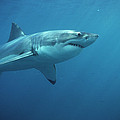 Great White Shark Carcharodon Photograph by Mike Parry Great White Shark Carcharodon Photograph by Mike Parry