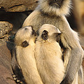 Hanuman Langur Semnopithecus Entellus Photograph by Cyril Ruoso Hanuman Langur Semnopithecus Entellus Photograph by Cyril Ruoso