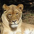 Lioness Photograph by Kim Galluzzo Wozniak Lioness Photograph by Kim Galluzzo Wozniak