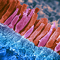 Rods And Cones In Retina Photograph by Omikron Rods And Cones In Retina Photograph by Omikron