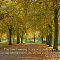 38- Plant Trees Photograph by Joseph Keane 38- Plant Trees Photograph by Joseph Keane