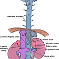 Illustration Of Aorta And Branches by Science Source Illustration Of Aorta And Branches by Science Source