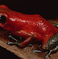 Strawberry Poison Dart Frog Dendrobates by Mark Moffett Strawberry Poison Dart Frog Dendrobates by Mark Moffett