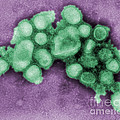 Swine Flu Virus by Science Source Swine Flu Virus by Science Source
