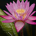 Water Lily by Mark Gilman Water Lily by Mark Gilman