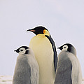 Emperor Penguin Aptenodytes Forsteri Photograph by Konrad Wothe Emperor Penguin Aptenodytes Forsteri Photograph by Konrad Wothe