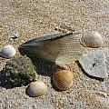 A Collection Of Beach Nature Photograph by Kim Galluzzo Wozniak A Collection Of Beach Nature Photograph by Kim Galluzzo Wozniak