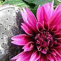 A Country Flower Photograph by Kim Galluzzo A Country Flower Photograph by Kim Galluzzo