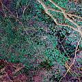 A Forest of Magic Photograph by Eena Bo A Forest of Magic Photograph by Eena Bo